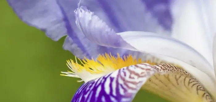Musterbilder Makro Blume