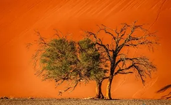 Bild: Bildunterzeile (aus Artikel) (Alt-Text zum Bild)