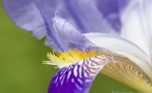 Bild: Musterbilder Makro Blume (Musterbilder Makro Blume)