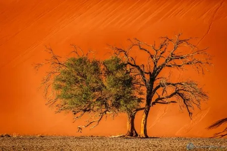303-Namibia-sossusvlei.webp