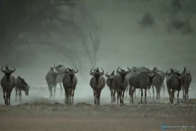 318-Namibia-kala-gnu.webp