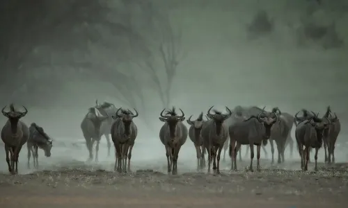 318-Namibia-kala-gnu.webp