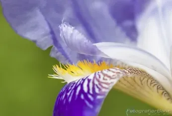 Bild: Musterbilder Makro Blume (Musterbilder Makro Blume)