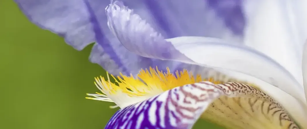 Musterbilder Makro Blume (Musterbilder Makro Blume)