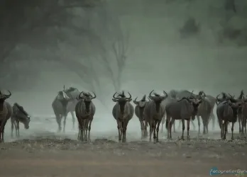 Bild: Gnus Kalahari (Dateitentrale) (Musterbilder Kalahai)