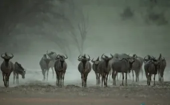 Bild: Gnus Kalahari (Dateitentrale) (Musterbilder Kalahai)