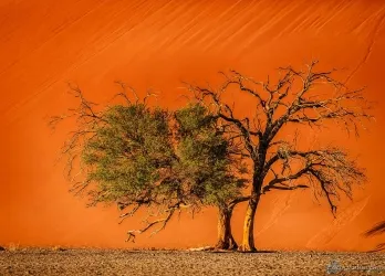 Bild: Musterbilder Soussusvlei (Musterbilder Soussusvlei)