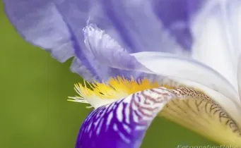 Bild: Musterbilder Makro Blume (Musterbilder Makro Blume)