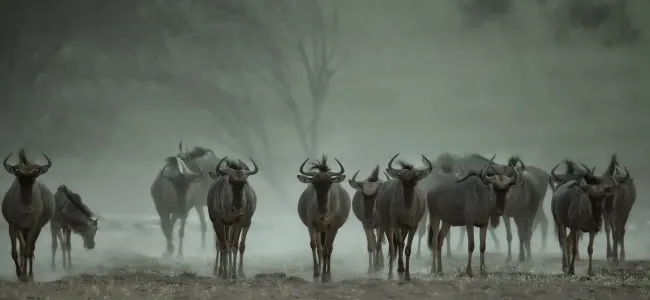 Bild: Gnus Kalahari (Dateitentrale) (Musterbilder Kalahai)