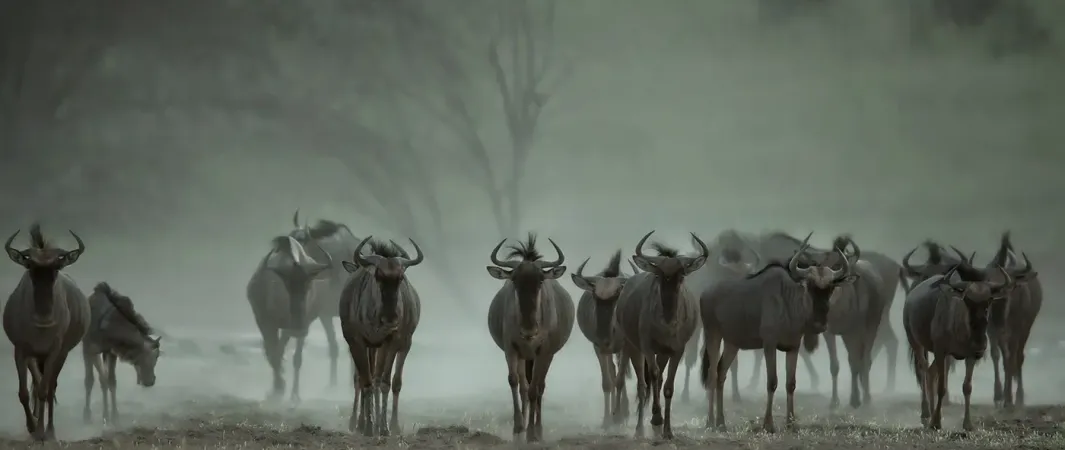 Gnus Kalahari (Dateitentrale) (Musterbilder Kalahai)