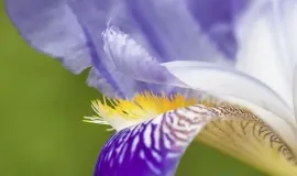 Bild: Musterbilder Makro Blume [ALT]({ALT})[/ALT]