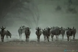 Bild: Gnus Kalahari (Dateitentrale) [ALT]({ALT})[/ALT]