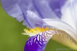 Bild: Musterbilder Makro Blume [ALT]({ALT})[/ALT]