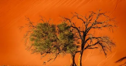 Musterbilder Soussusvlei