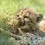 Allwetterzoo-gepard01.webp
